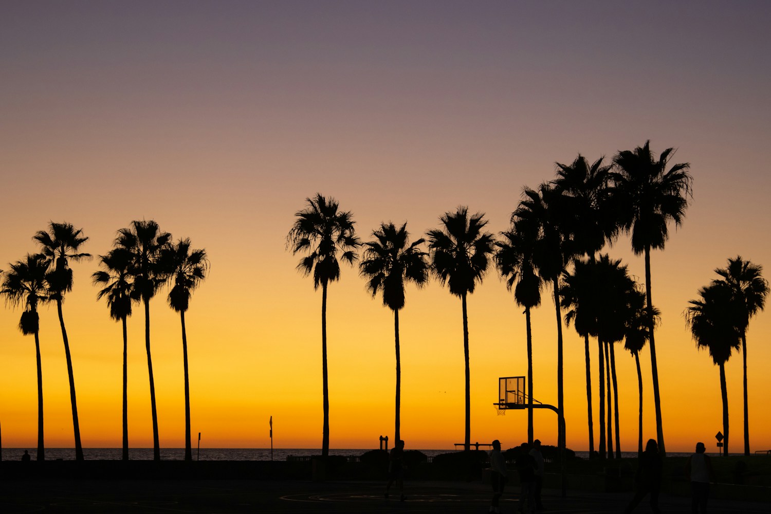 Venice Beach palm trees silhouetted against the Pacific sunset